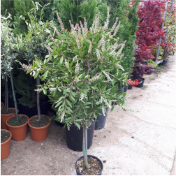 ГРИН ПЛАНЕТ